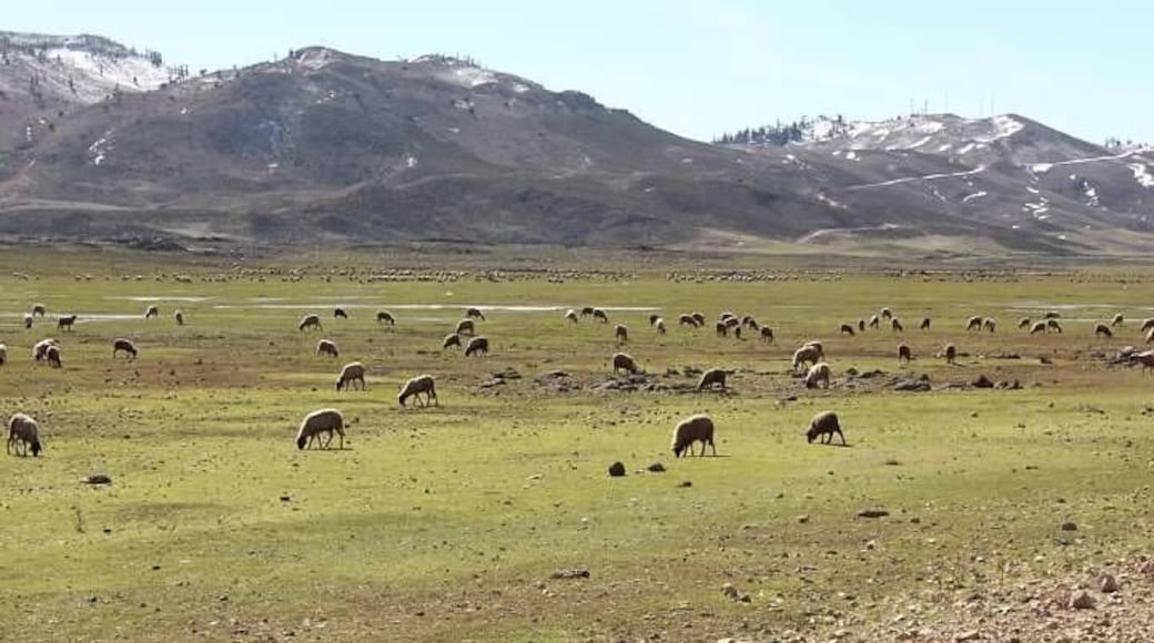 On the drive from Fes to Merzouga, you will travel through Ifran referred to as "the Switzerland of Morocco". Not exactly what everyone envisions when you say "Morocco".
