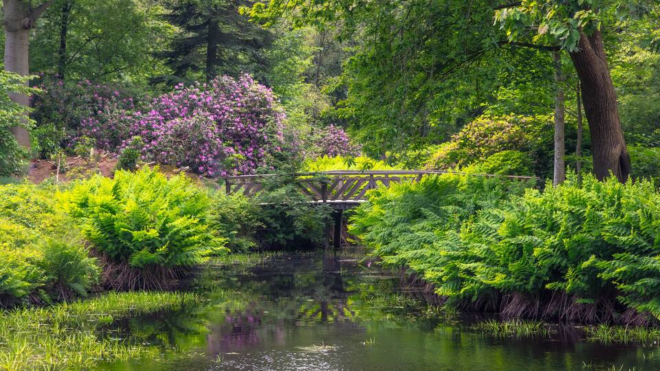 A wooden bridge over a calm pond surrounded by lush greenery and flowering bushes.