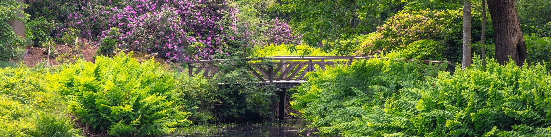 Lush green park, garden landscape, formal garden in the historic estate of Oranjewoud in Friesland, the Netherlands. Many tree and flowering shrub in bloom in spring with bridge and water feature pond