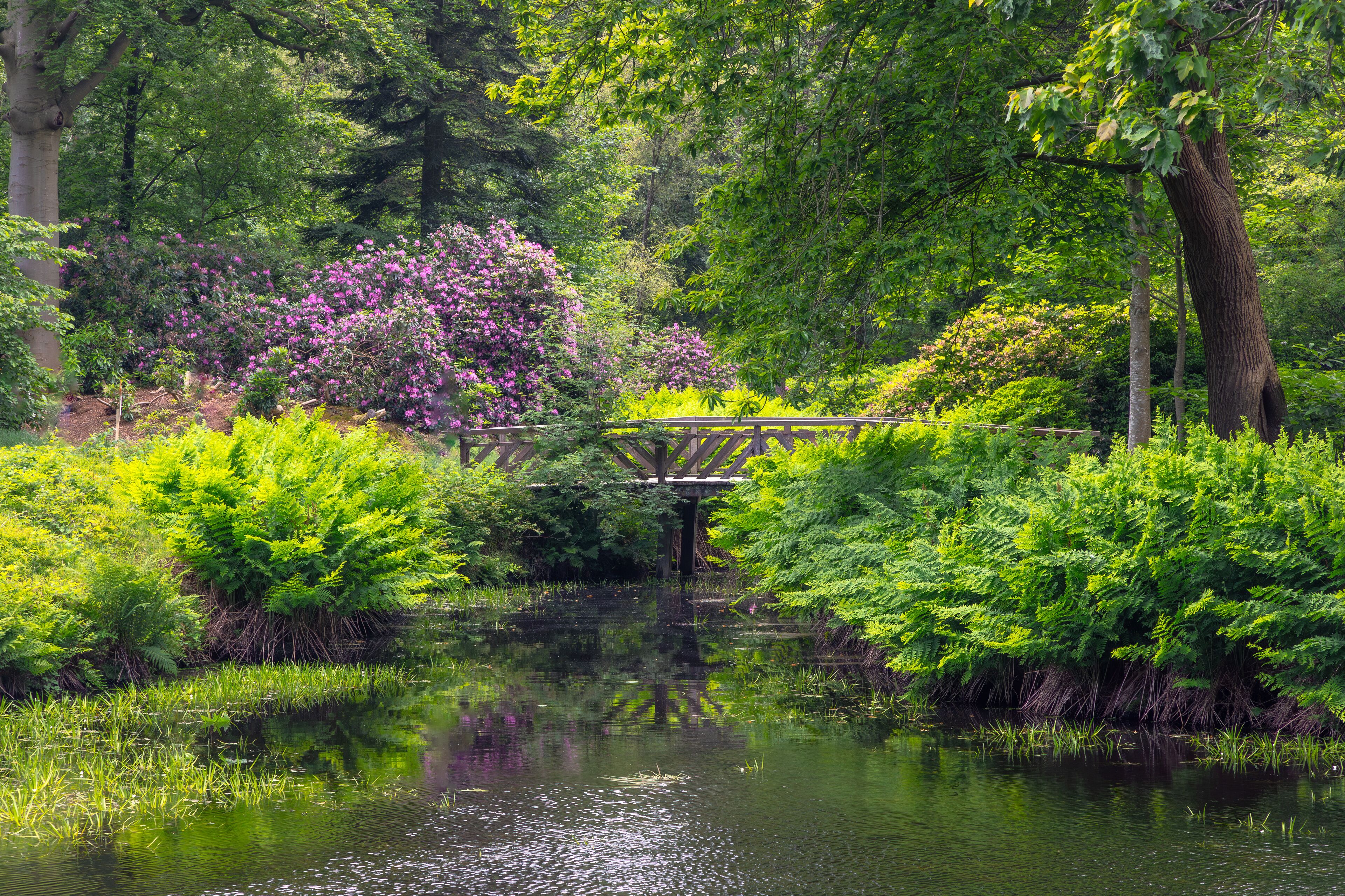 A wooden bridge over a calm pond surrounded by lush greenery and flowering bushes.