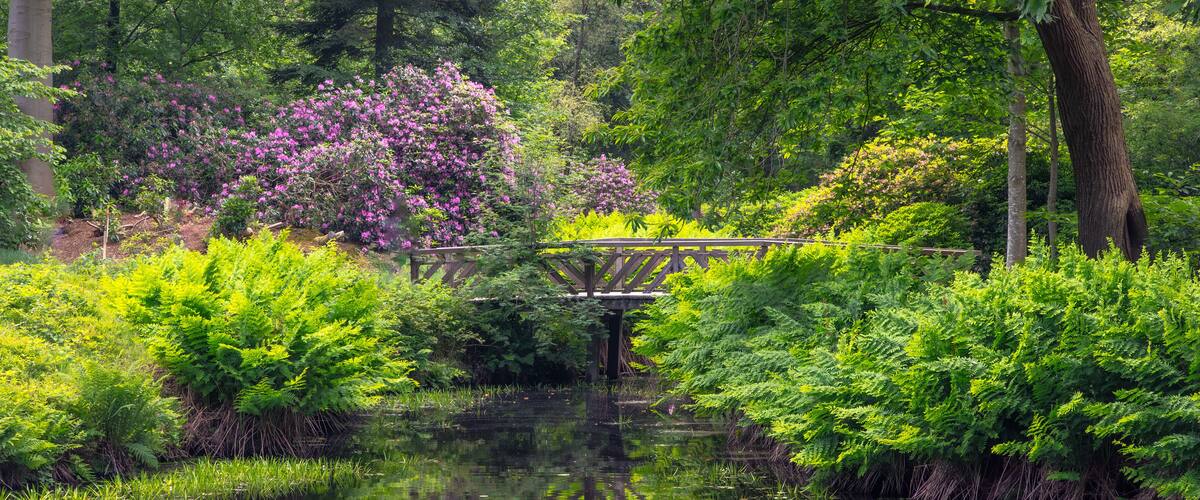 A wooden bridge over a calm pond surrounded by lush greenery and flowering bushes.