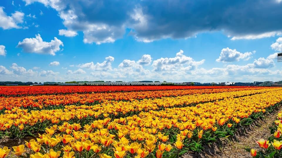 A windmill in a field of tulips with a clear blue sky.