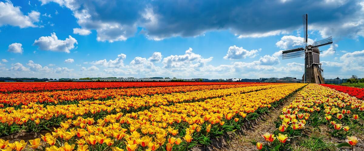 A windmill in a field of tulips with a clear blue sky.