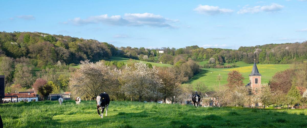 A rural landscape with rolling hills, a church tower, and cows grazing.