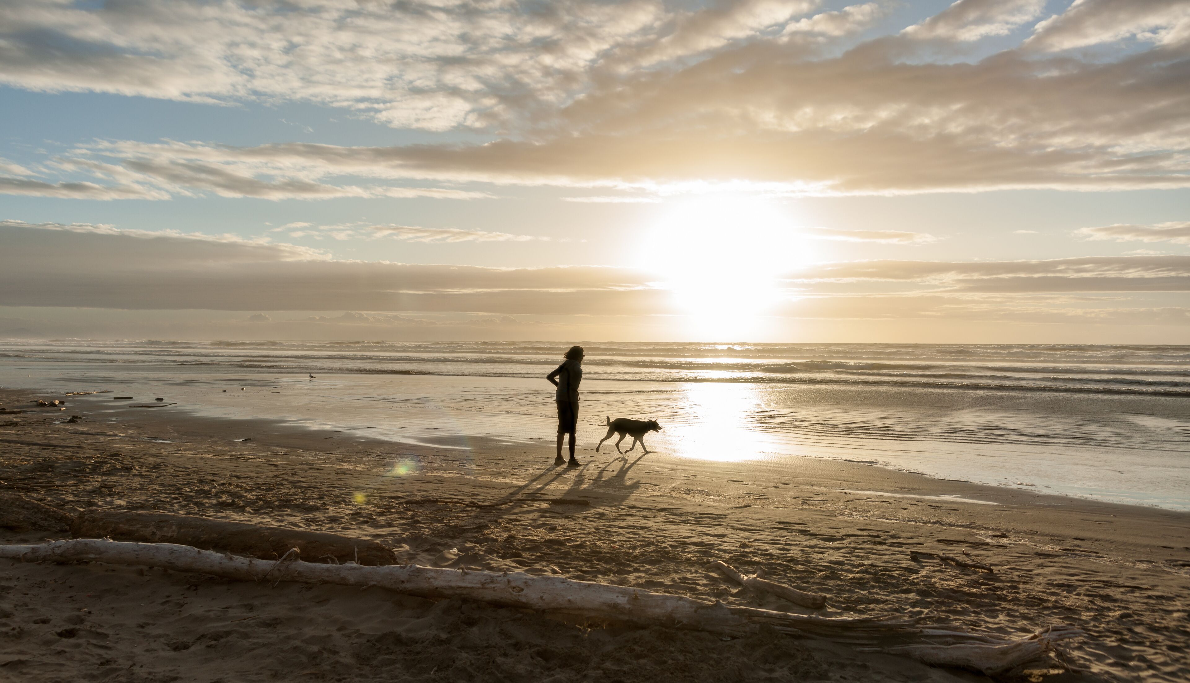 Unrecognizable silhouette of w,am walking dog on beach at dusk Himutangi Beach New ZealandHimutangi Beach Levin New Zealand