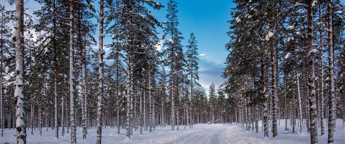 Norway white landscape