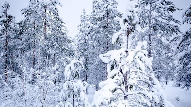 Somewhere in Norway ....
#snow #ice #winter #norway
