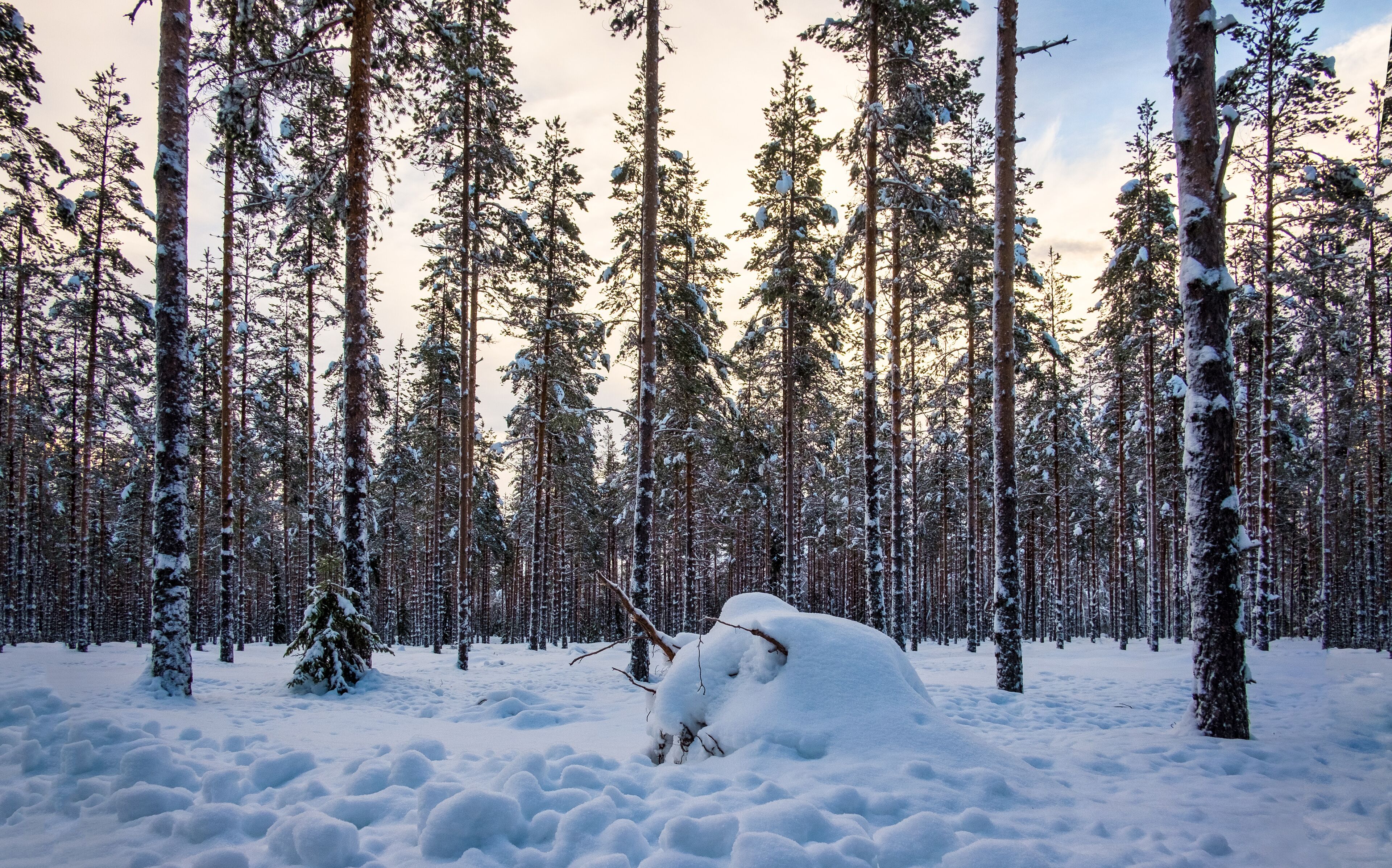 Norway white landscape