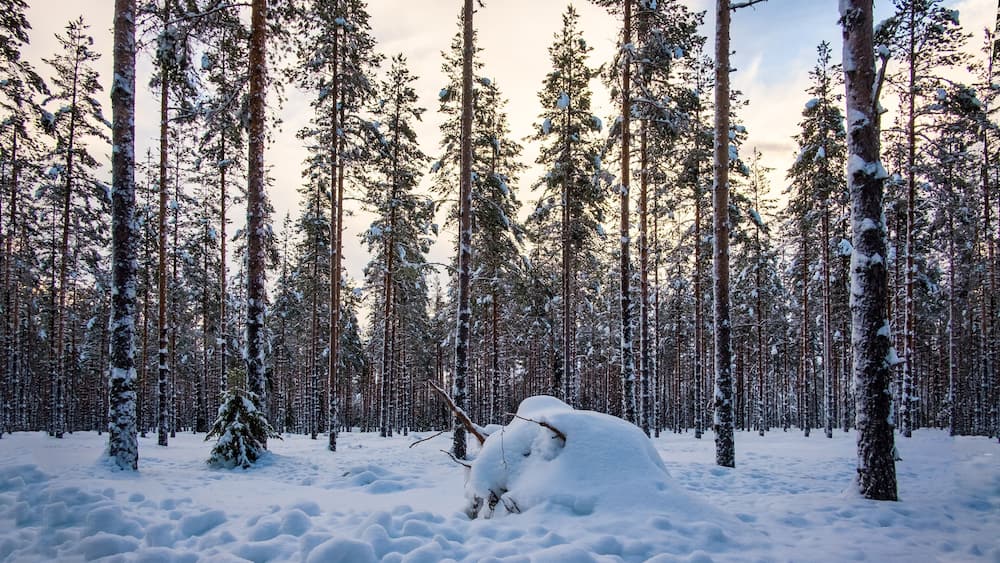 Norway white landscape