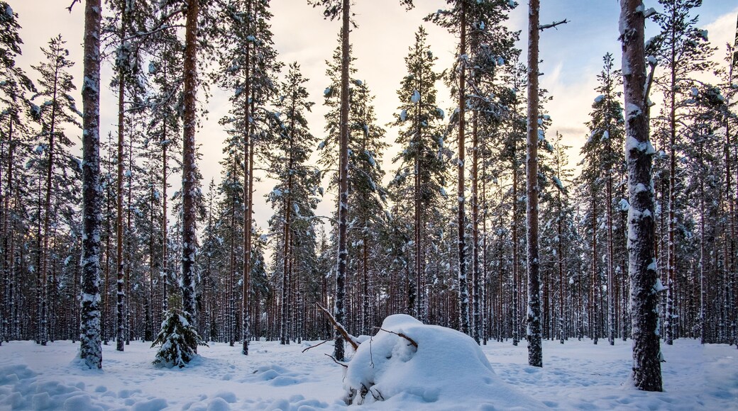 Norway white landscape