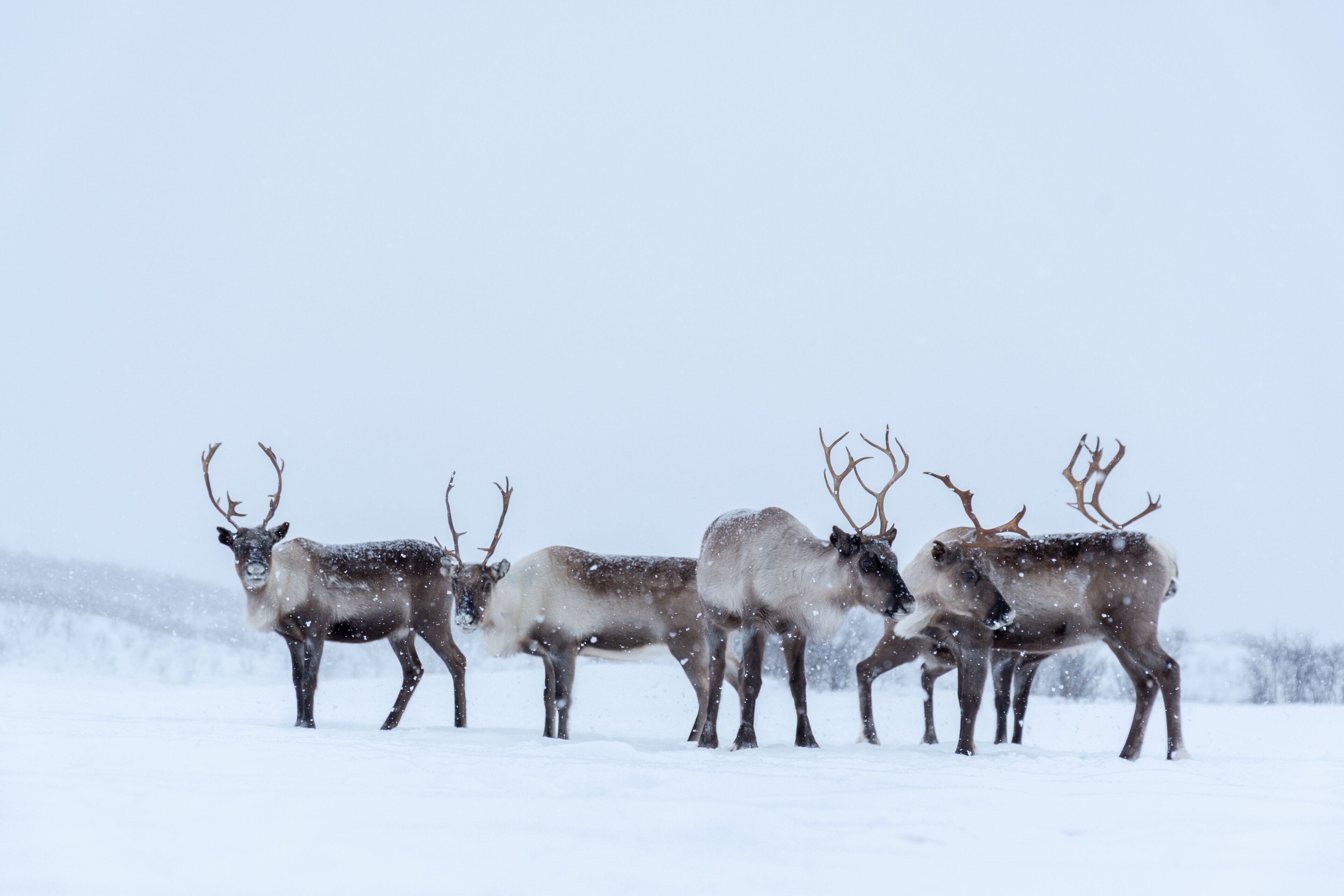 Rebanho de renas dos Samis na Noruega em Karasjok