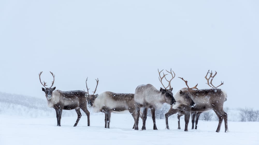 A group of reindeer in a snowy landscape.