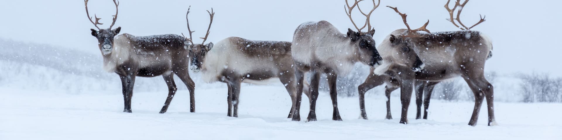 A group of reindeer in a snowy landscape.