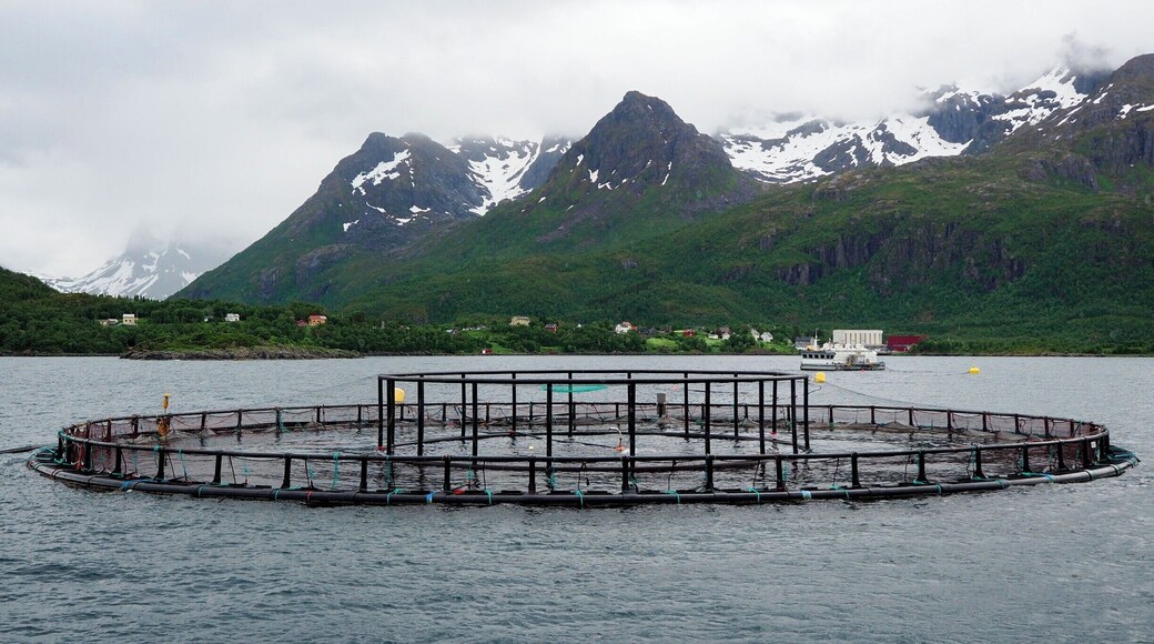 Did you know that Norway is the #2 supplier of salmon in the world? They farm the fish in many of the country's fjords. If you're interested in learning more about "aquaculture," consider visiting Akvakultur i VesterÄlen in Sortland, which is part museum and part working salmon farm.
You'll learn about the salmon farming process, take a boat ride out to some salmon cages, and get to do a taste test at the end.