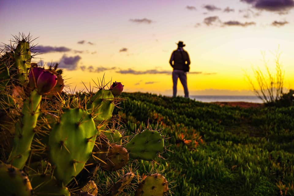 A cactus with spines in the foreground and a person standing on a hill during sunset.