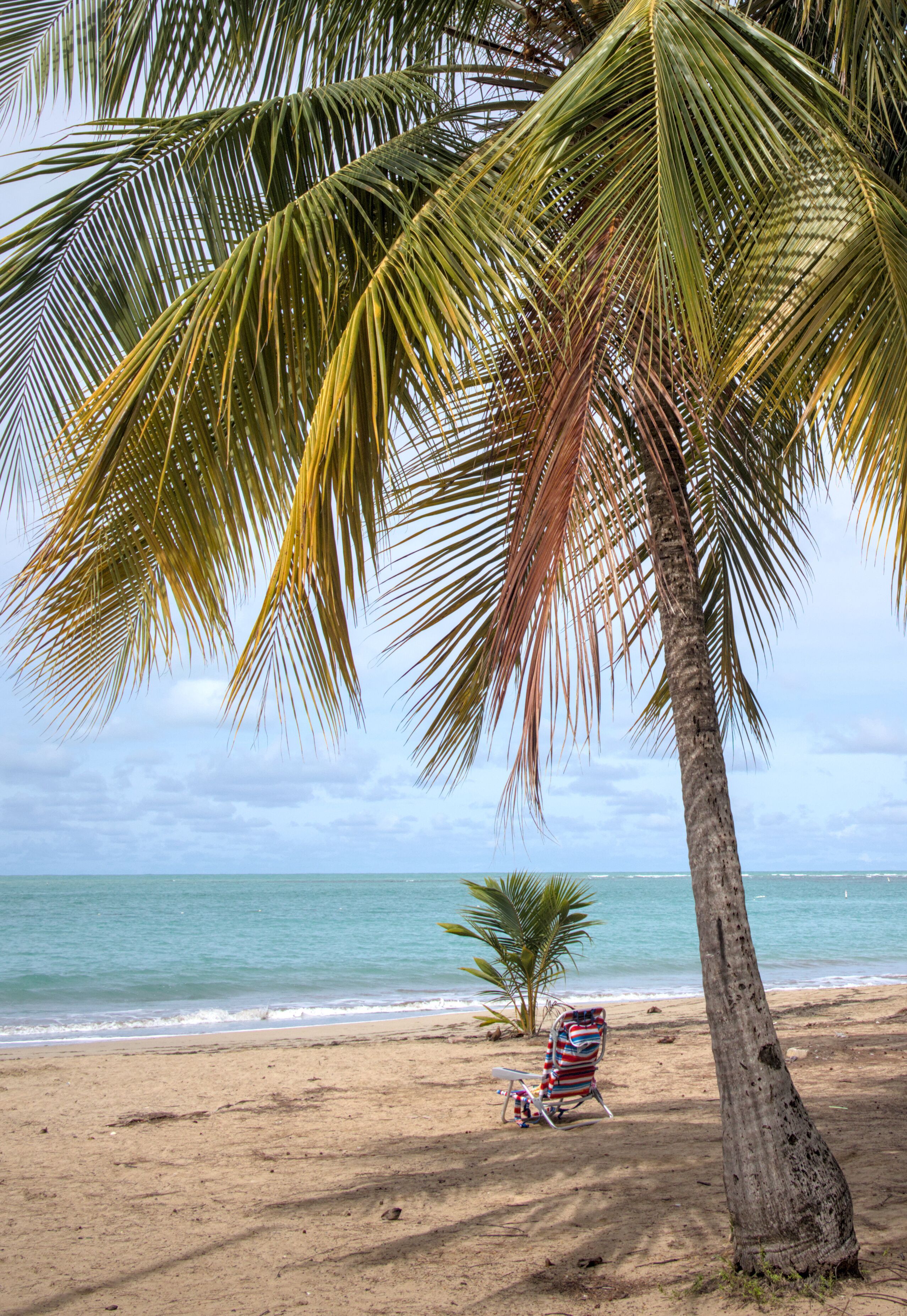 palm trees on a beach (carolina playa in san juan puerto rico) scenic coconut leaves tree branch with leaves foliage tropical island getaway waterfront (scenic travel tourism destination)