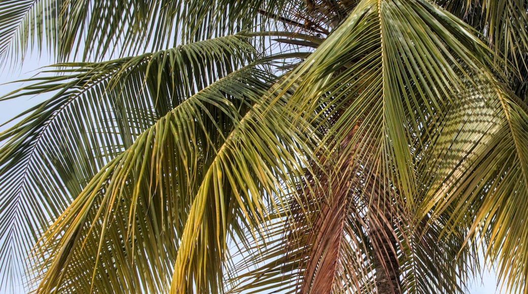 palm trees on a beach (carolina playa in san juan puerto rico) scenic coconut leaves tree branch with leaves foliage tropical island getaway waterfront (scenic travel tourism destination)