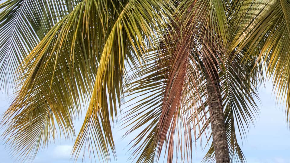 A beach with a palm tree, a small palm plant, and a beach chair.