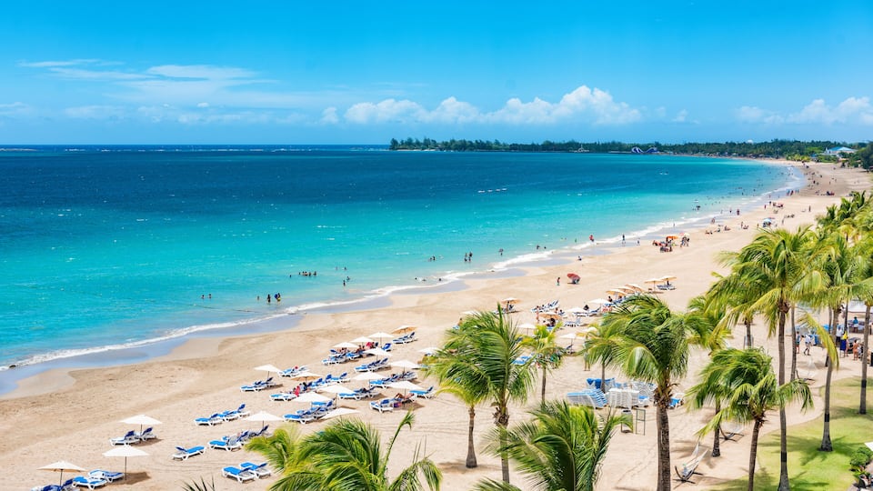 A beach with rows of sun loungers and umbrellas, palm trees, and a clear blue sky.