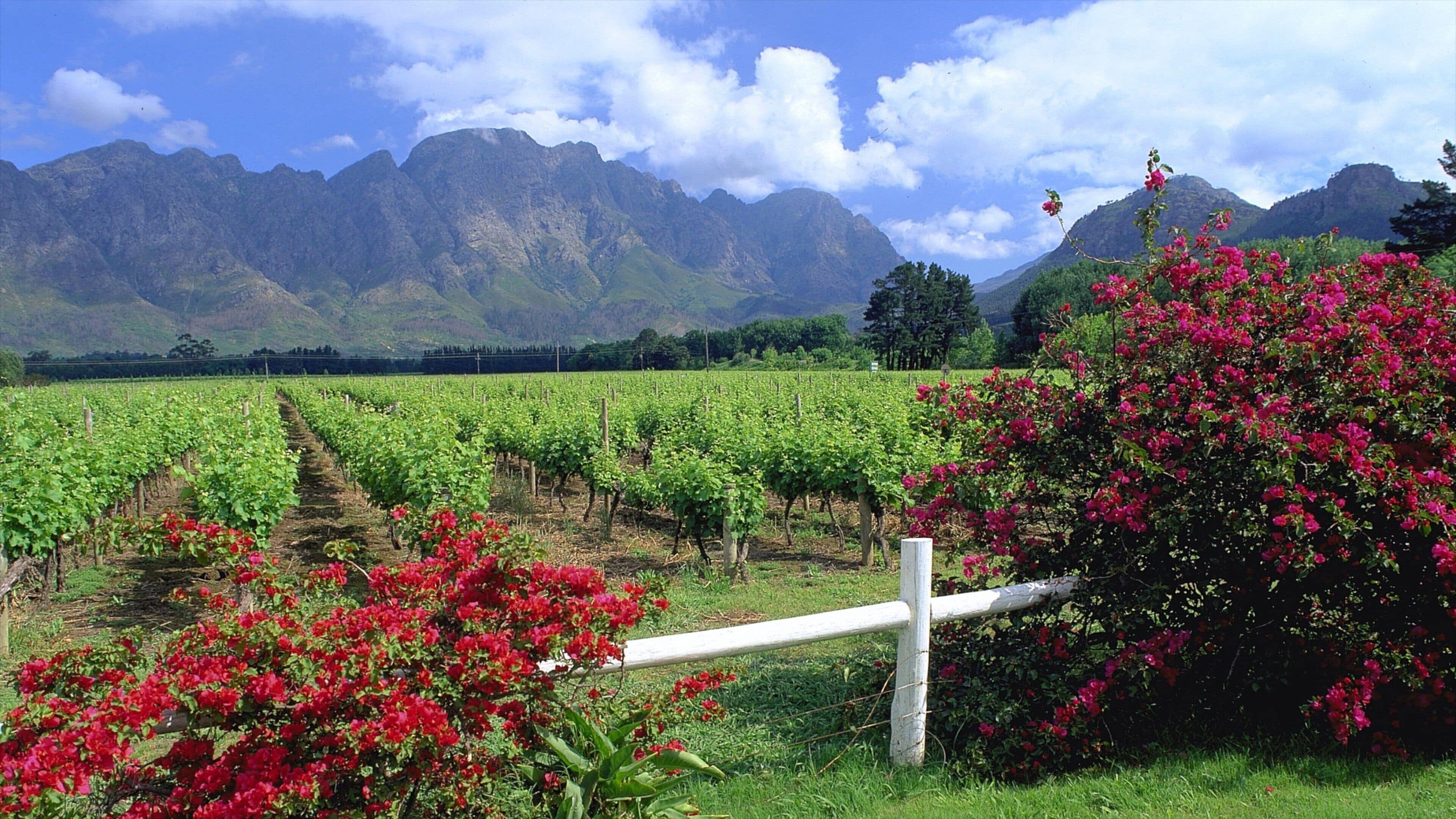 Thị trấn Franschhoek có tính năng hoa dại, phong cảnh và trang trại