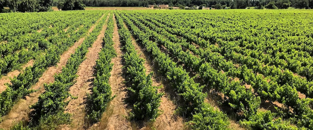 Wine Tour