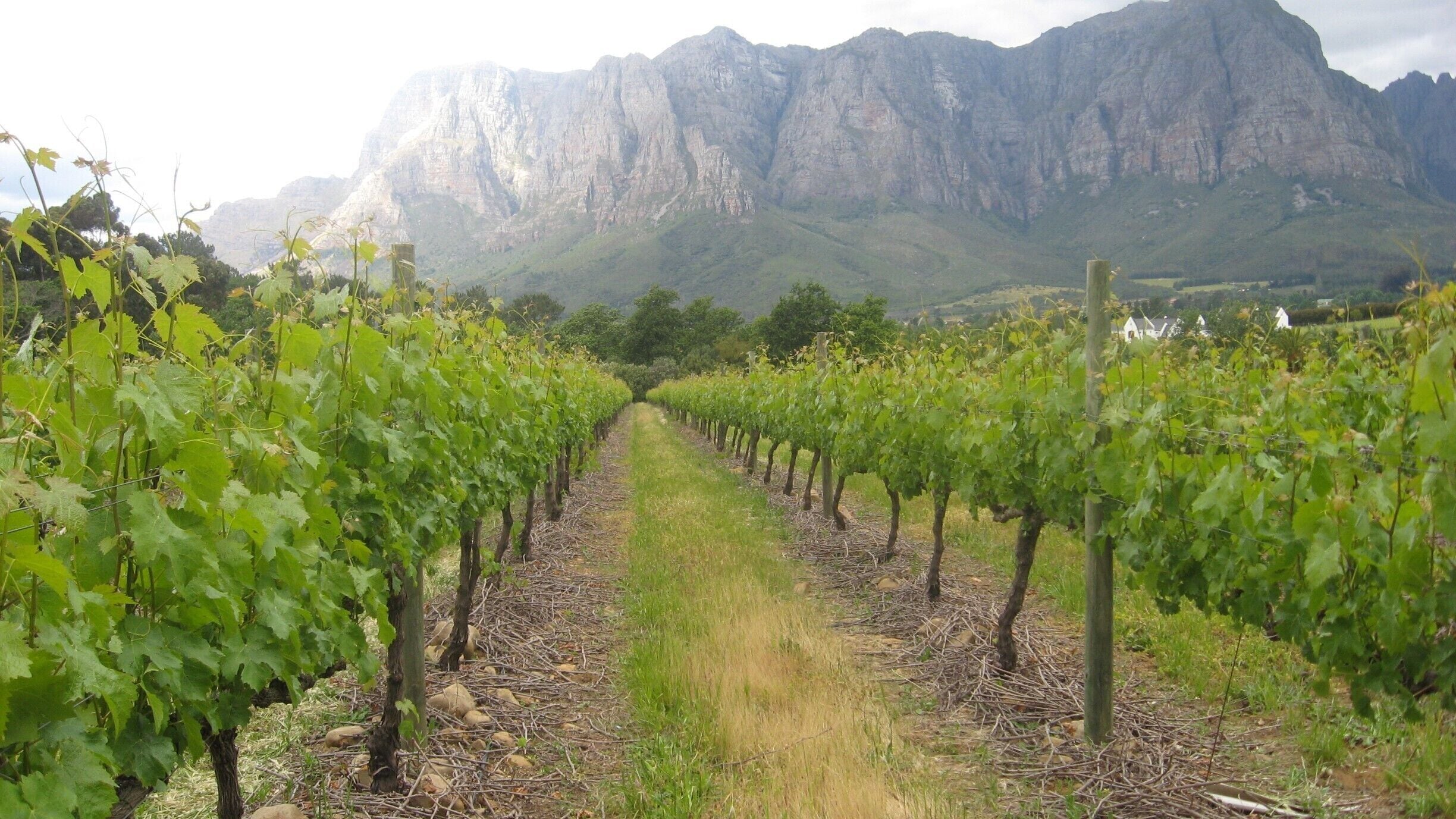Zorgvliet winefram outside Stellenbosch