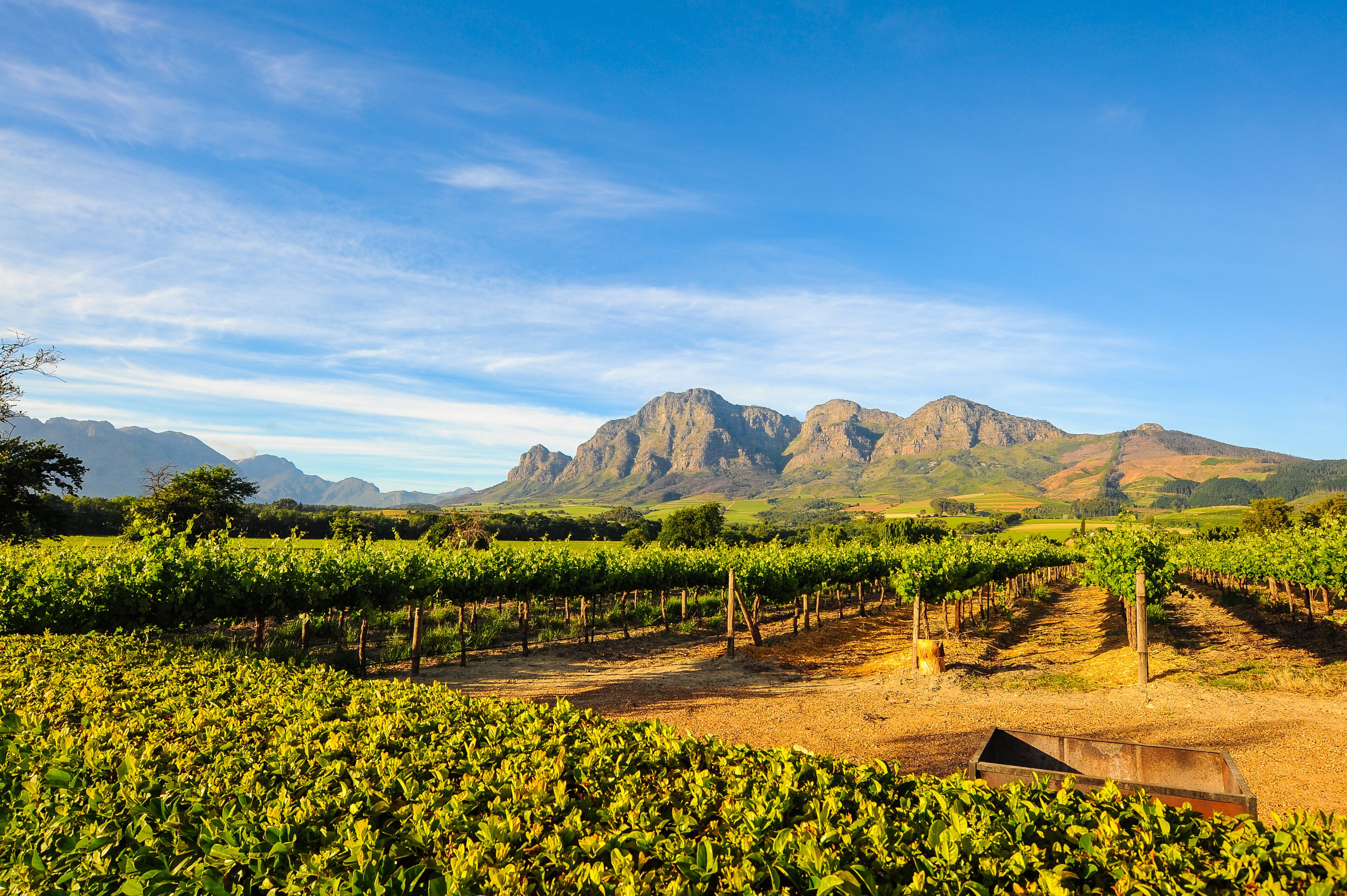 A vineyard with rows of grapevines and a mountain range in the background.