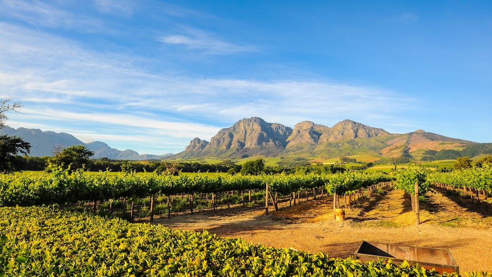 A vineyard with rows of grapevines and a mountain range in the background.