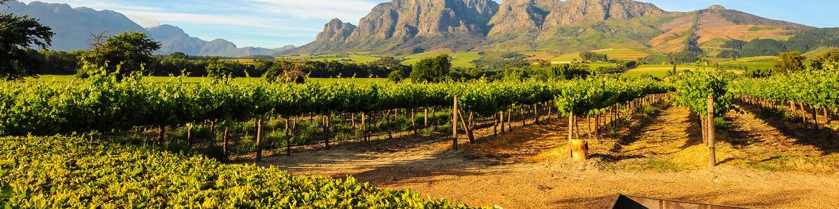 Un vignoble avec des rangées de vignes et une chaîne de montagnes en arrière-plan.