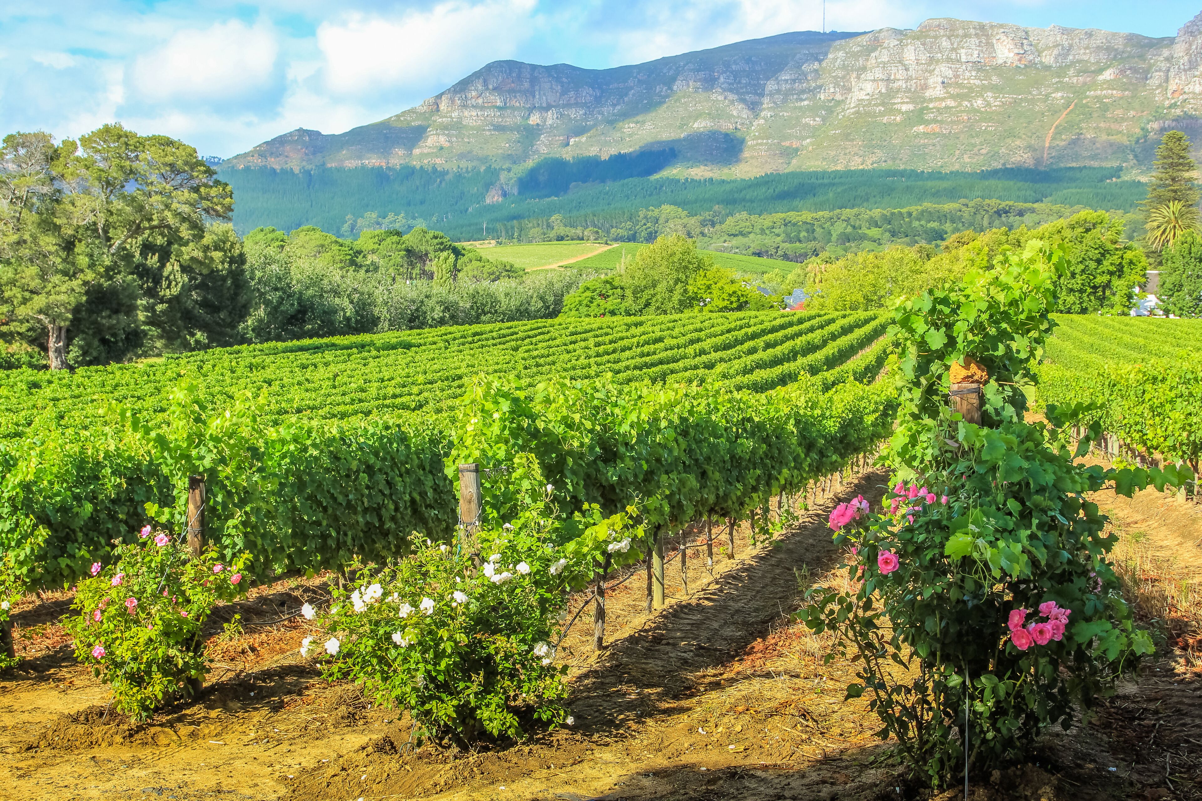 A vineyard with rows of grapevines and a mountain range in the background.