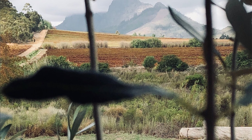 Stellenbosch, Cape Town, SA