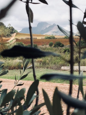 Stellenbosch, Cape Town, SA