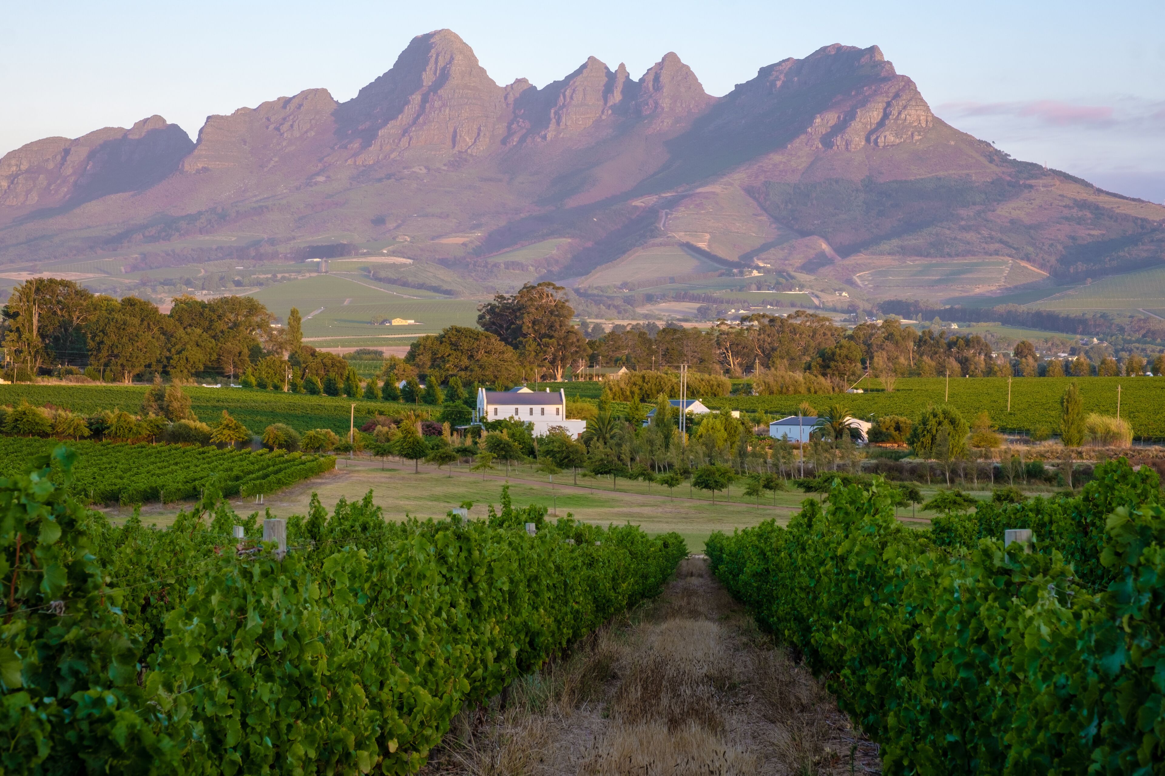 A vineyard with rows of grapevines, a white building, and a mountain range in the background.