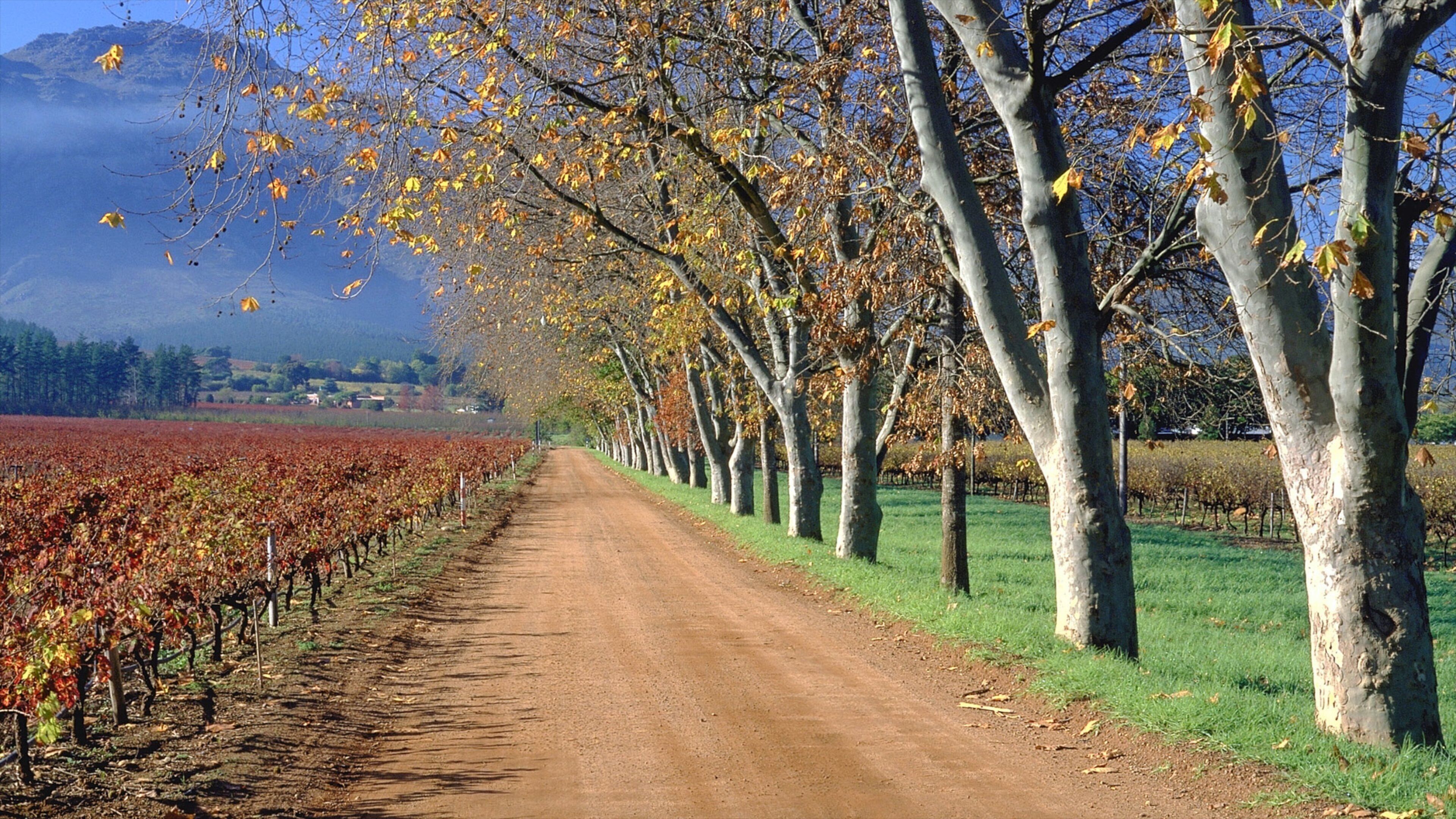 Stellenbosch mostrando escenas tranquilas y vistas de paisajes