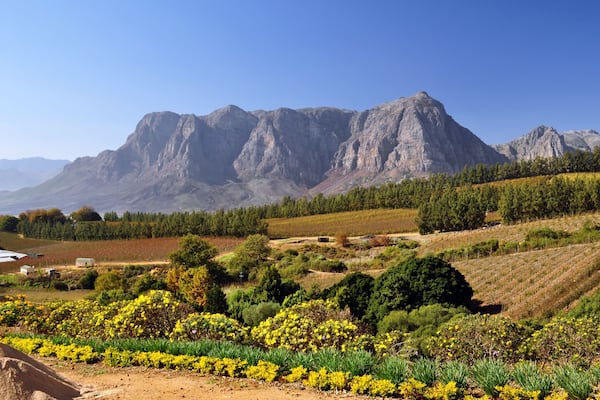 Eine gebirgige Landschaft mit Weinbergen und gelben Blumen im Vordergrund.