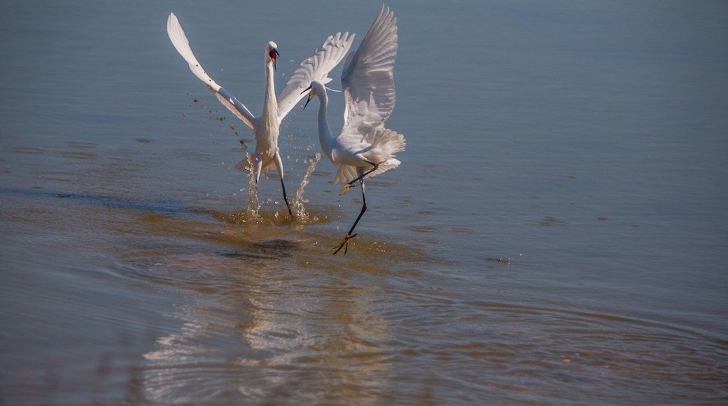 I visit here whenever I am in Mallorca its a wonderful wetland nature reserve