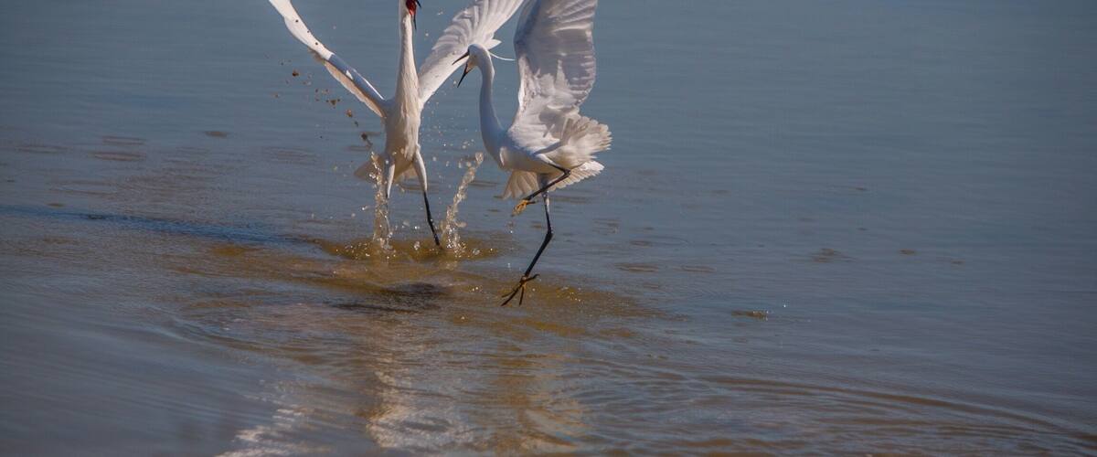 Two white birds in flight over a body of water.