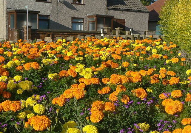 Oranges and lemons Local authority roadside planting at the junction of Ripley Road and Brook Street - a fine display of chrysanthemums.
