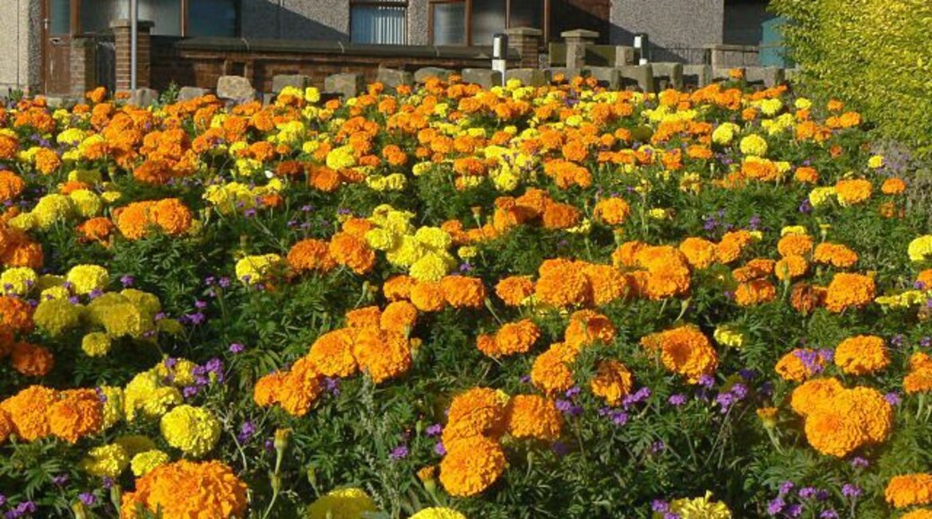 Oranges and lemons Local authority roadside planting at the junction of Ripley Road and Brook Street - a fine display of chrysanthemums.