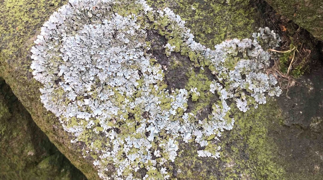 Heart shape moss ❤️