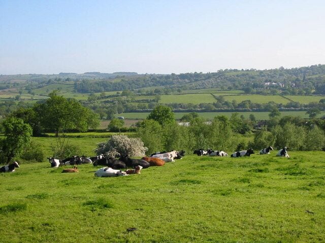 Gun Hills. Cattle sit in the sunshine at Gun Hills overlooking Hazelwood and the Ecclesbourne valley.