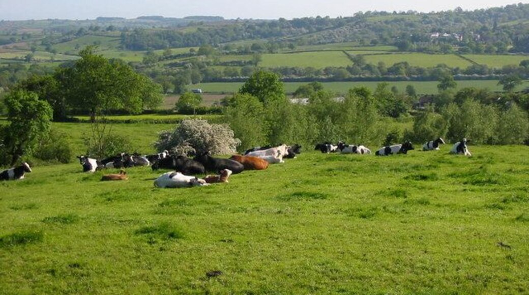 Gun Hills. Cattle sit in the sunshine at Gun Hills overlooking Hazelwood and the Ecclesbourne valley.