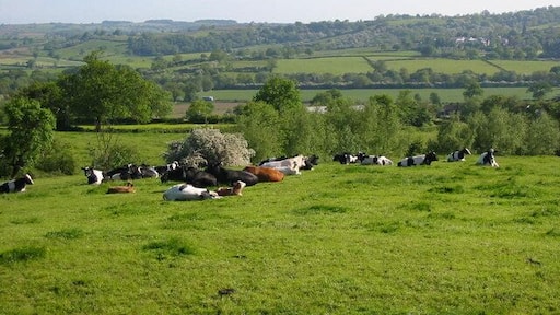 Gun Hills. Cattle sit in the sunshine at Gun Hills overlooking Hazelwood and the Ecclesbourne valley.