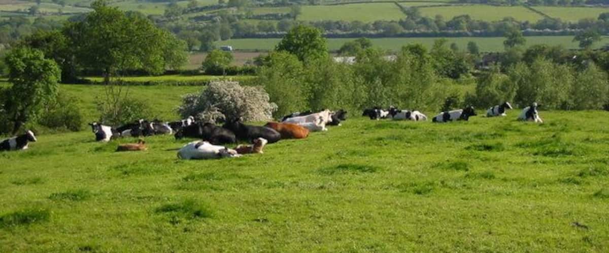 A green field with cows grazing, trees, and rolling hills in the background.