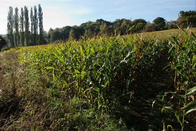 Field of maize south of Holbrook