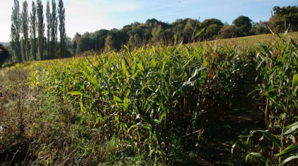 Field of maize south of Holbrook