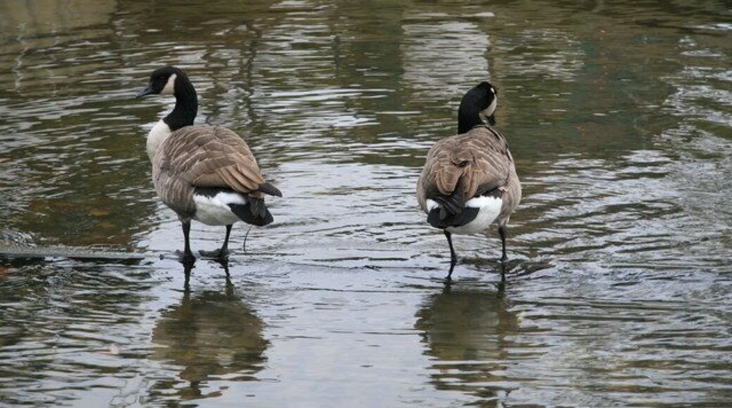 Bray - not fat ducks. Geese on the slipway by The Waterside. This is one of the exclusive restaurants in Bray, the other being The Fat Duck
