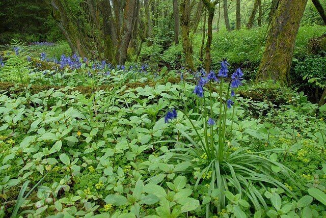 Bluebells Bluebells by Mill Lane stream