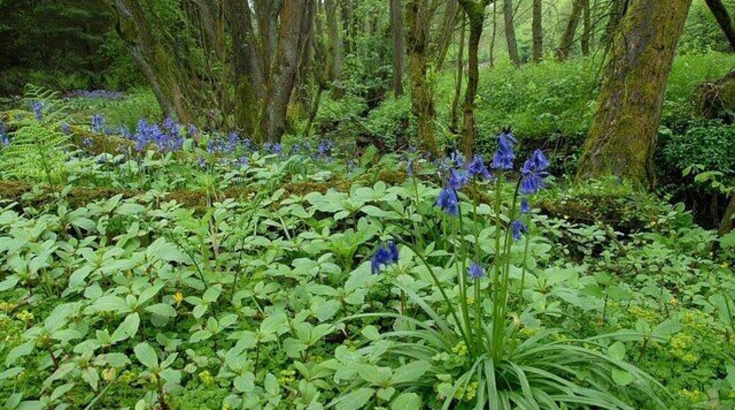 Bluebells Bluebells by Mill Lane stream