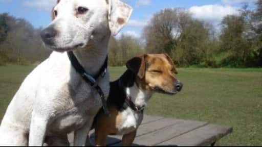 Great place for walkies